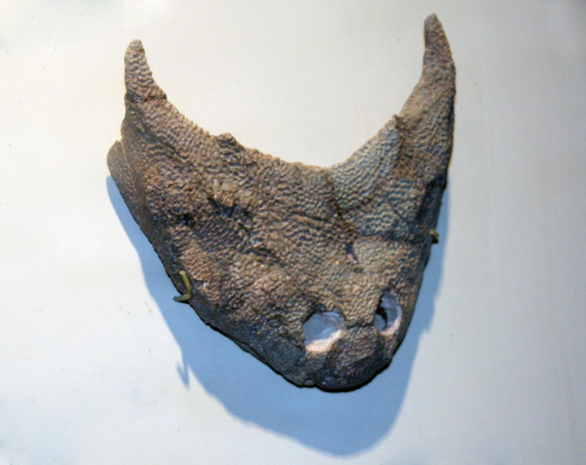 Whose snout is this?