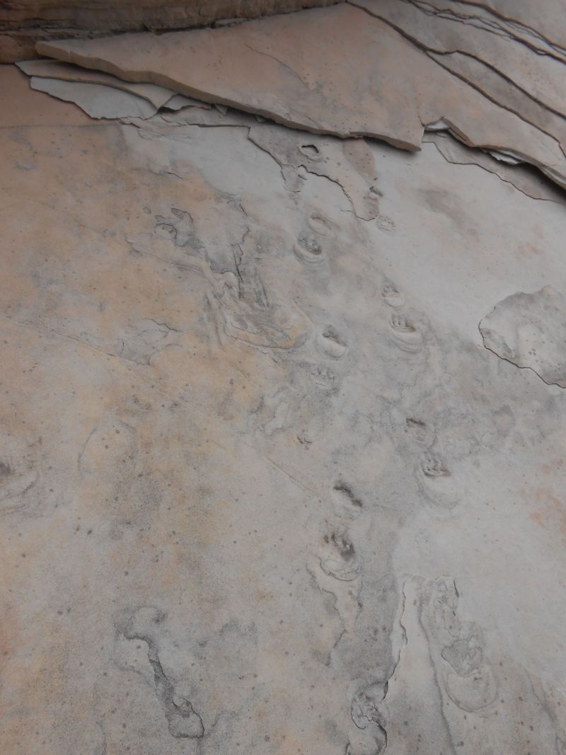 Fossilized critter prints