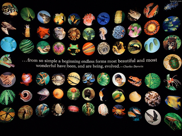 Darwin quotation at the Field Museum. Photograph: Andrew Crusoe, http://myth.li/photos/evolving-planet-field-museum-chicago/, used under Attribution-NonCommercial-ShareAlike 2.0 Generic (CC BY-NC-SA 2.0) license https://creativecommons.org/licenses/by-nc-sa/2.0/