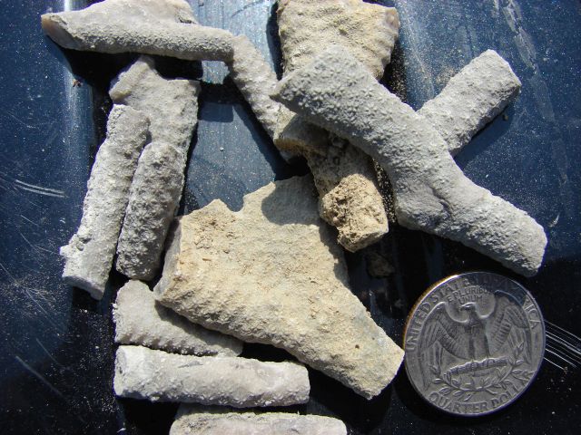 Fossil photograph courtesy of Dan Phelps