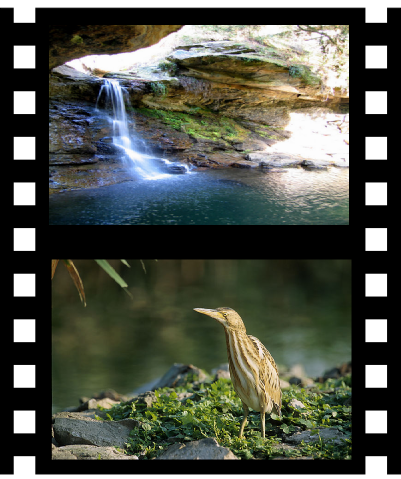 Logo from the NESCent/HHMI/SSE evolution video contest