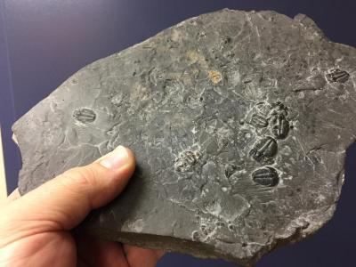 Scott Hatfield's trilobites