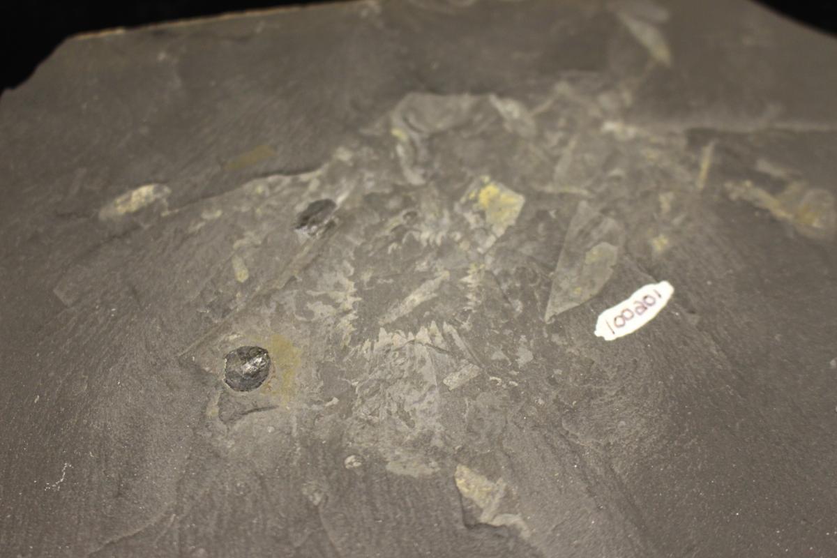 credit: Museum of Comparative Zoology, Harvard University