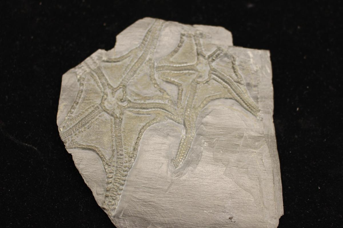 Museum of Comparative Zoology, Harvard University