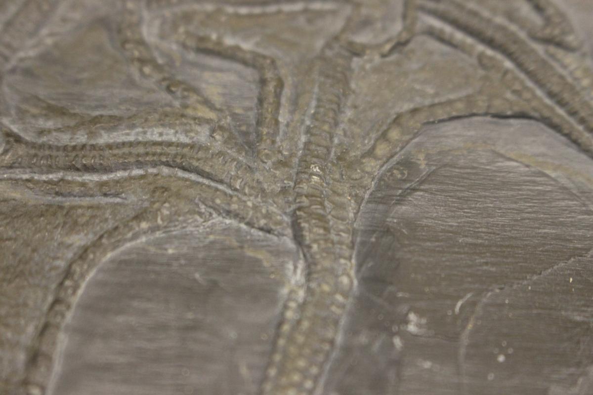 Museum of Comparative Zoology, Harvard University