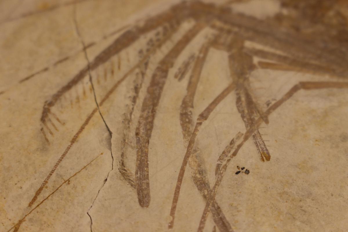 Museum of Comparative Zoology, Harvard University