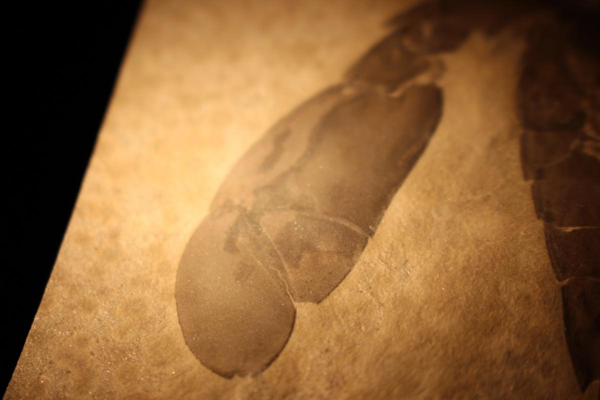 I'm gonna knock you out! ... because I'm scary. (Museum of Comparative Zoology, Harvard University)