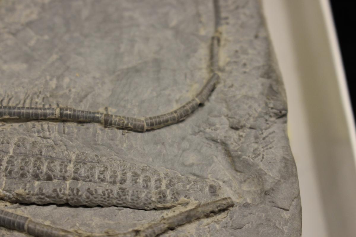 Museum of Comparative Zoology, Harvard University