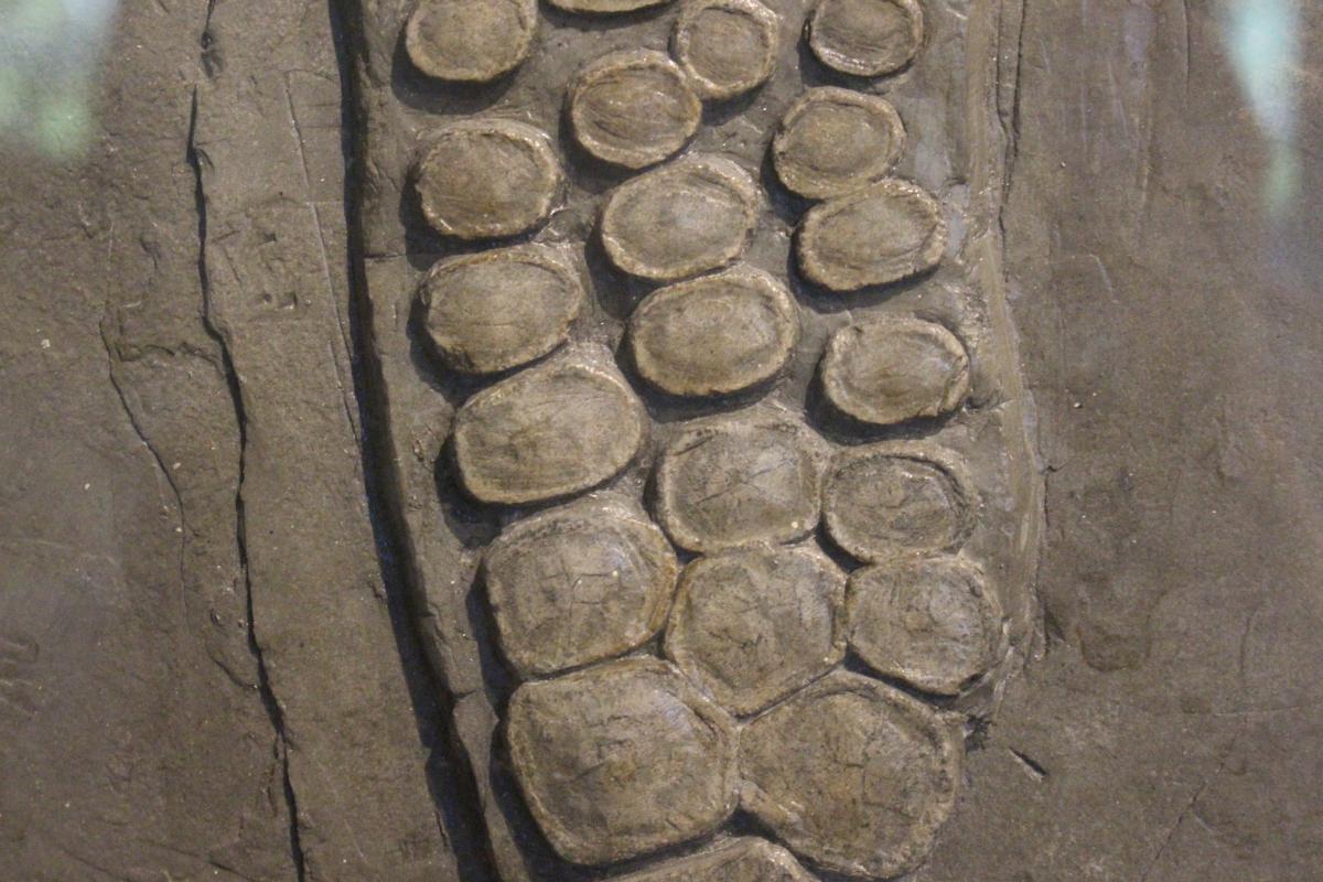 Museum of Comparative Zoology, Harvard University