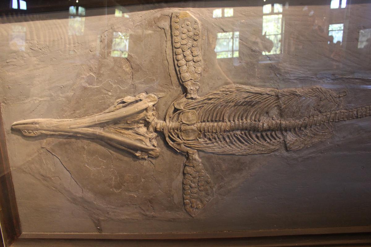 Museum of Comparative Zoology, Harvard University