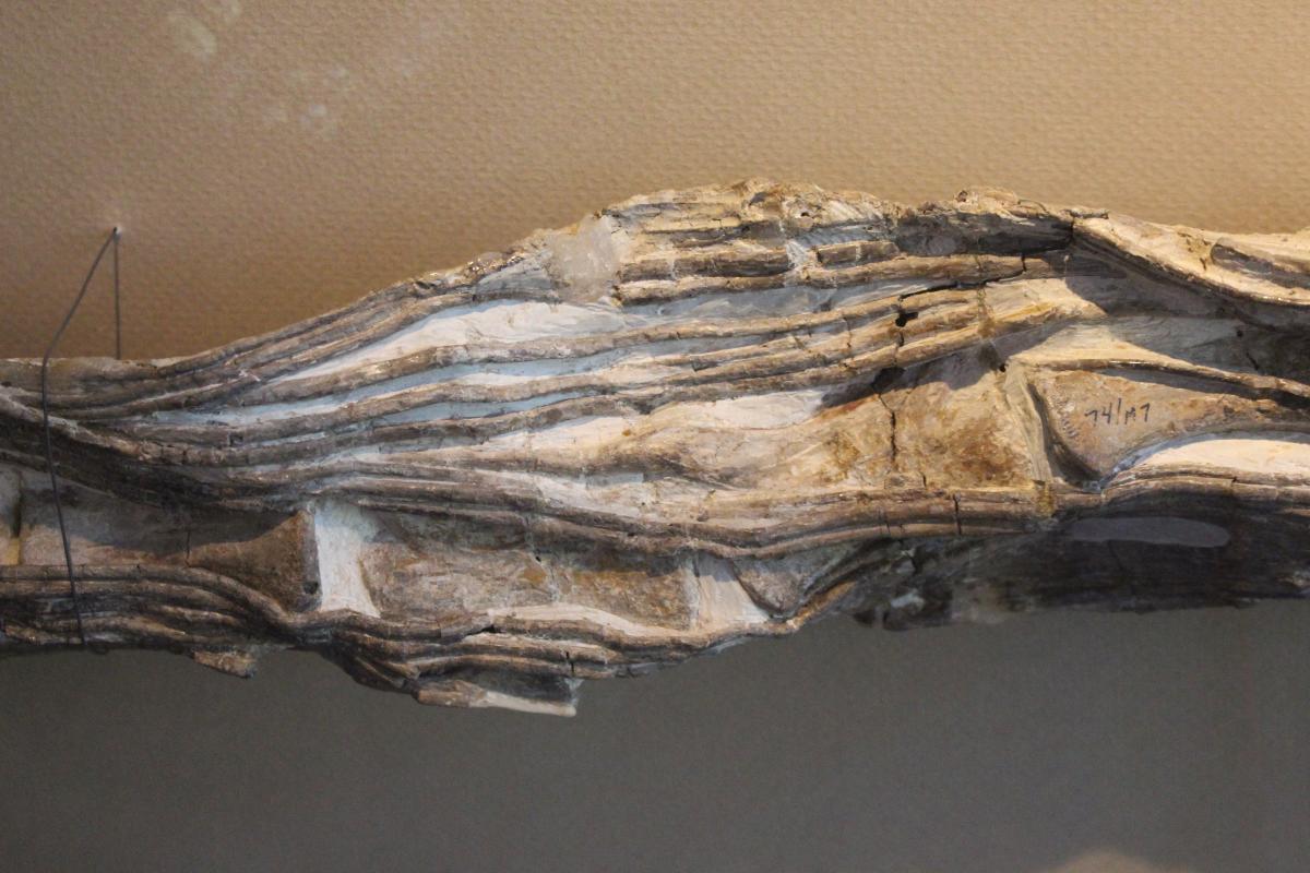 Museum of Comparative Zoology, Harvard University