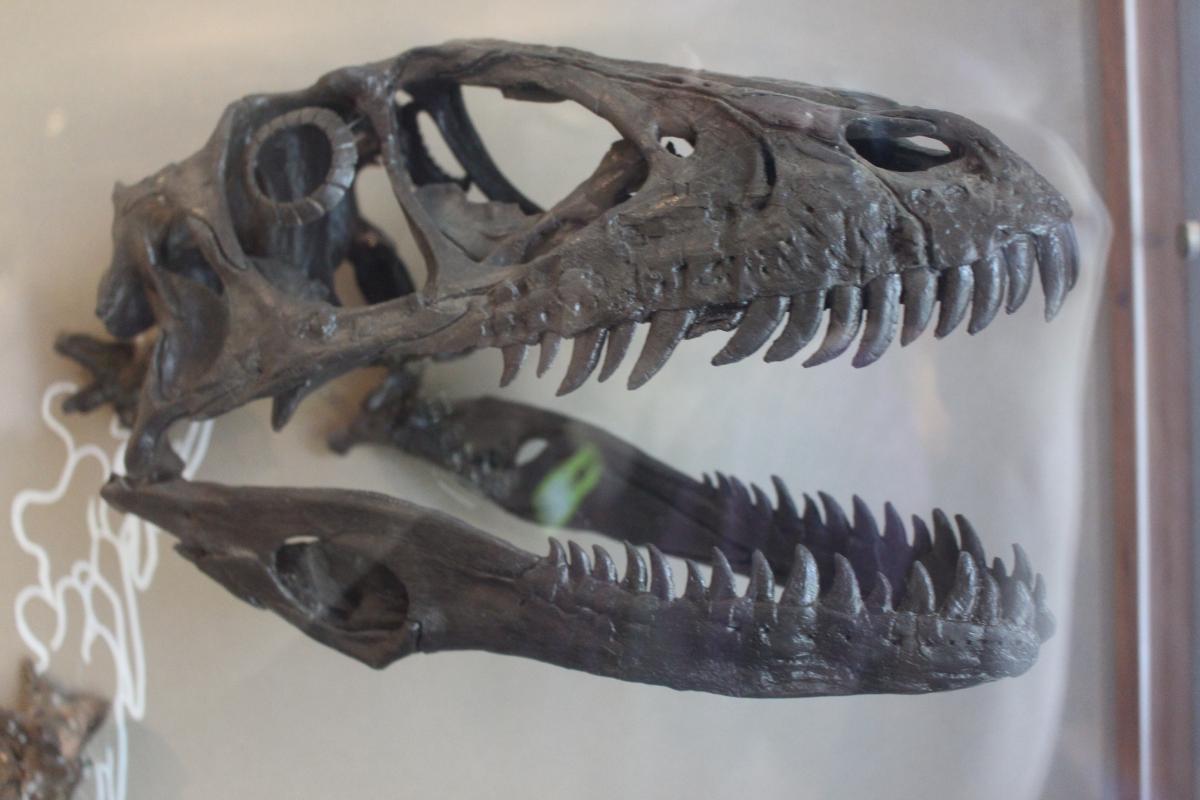 Museum of Comparative Zoology, Harvard University