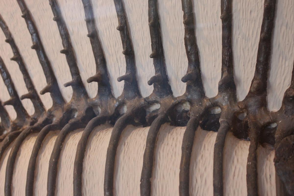 Museum of Comparative Zoology, Harvard University