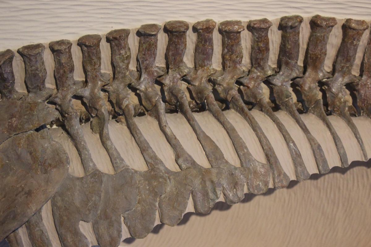 Museum of Comparative Zoology, Harvard University