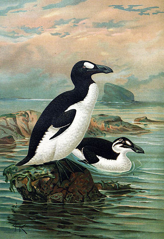 Great auks. John Gerrard Keulemans via Wikimedia Commons.