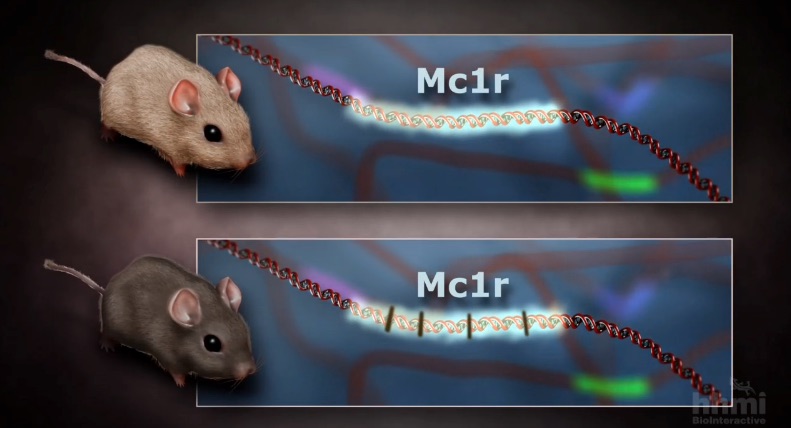 One of the dark-coloration mutations occurs in the Mc1r gene. (screen grab courtesy HHMI BioInteractive)