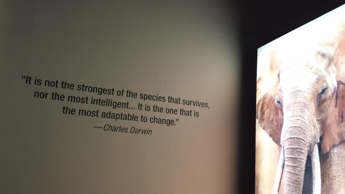 Megginson quotation at the Field Museum