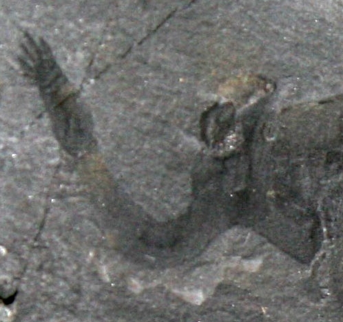 A fossil. But which?