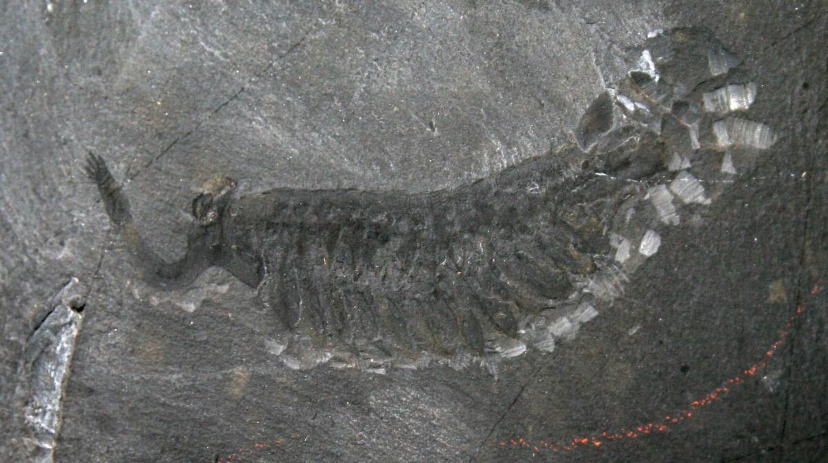 Opabinia