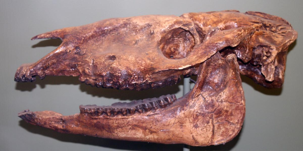 Parahippus cognatus!