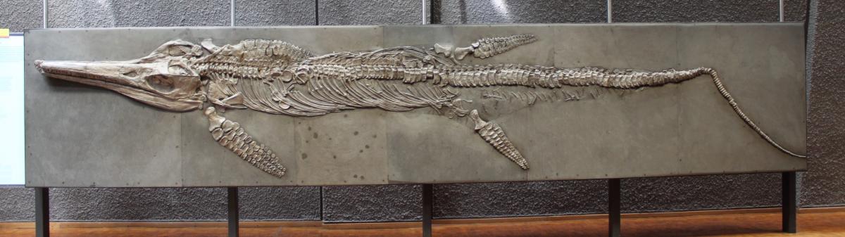 A Temnodontosaurus species on display at the Smithsonian. (Eurhinosaurus via Wikimedia Commons)