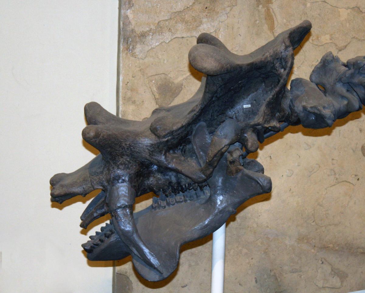 Uintatherium robustum