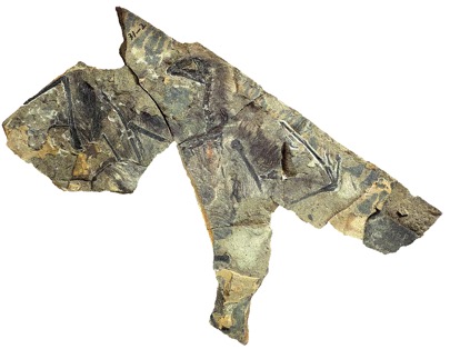 Only known specimen of the new dinosaur Yi qi. (credit: Mr. Zang Hailong)