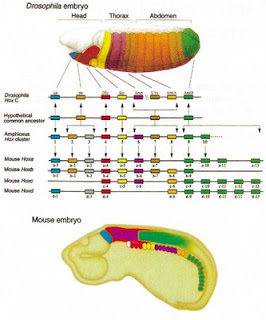 Similarities in Hox gene expression in a fruit fly and mouse embryo. Creative Commons Zero, Public Domain Dedication via Wikimedia Commons.