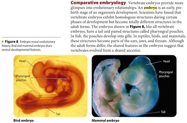 Passage from Glencoe textbook discussing how comparative embryology provides evidence for evolution