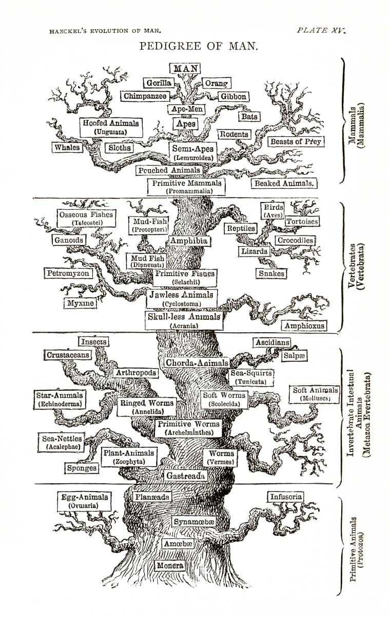 Haeckel's "Pedigree of Man" illustrating his hierarchical view of life. Share Alike 3.0 via Wikimedia Commons.