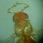 The antennapedia mutant, which grows leg-like appendages where its antennae should be. This mutant is an excellent example of how mutations in a single control gene can result in dramatic organismal changes.