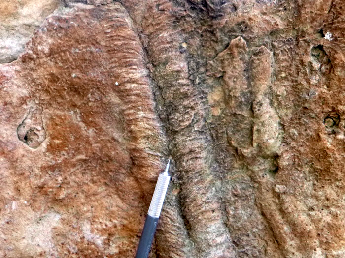 Cruziana, a trace fossil produced by trilobites