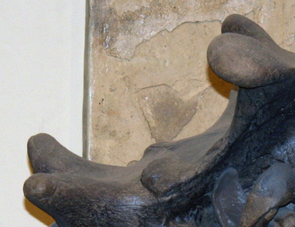 Whose skull is this?