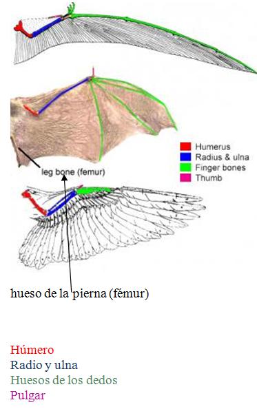 Alas de pterosaurio, murciélago y ave