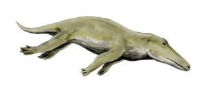 Ambulocetus: a transitional whale. Image from WikiCommons