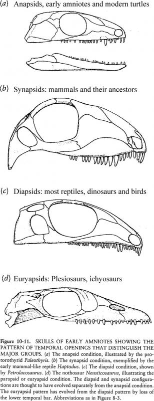 Early Amniotes: Despite their morphological similarities, critical differences show that these fossils represent the first branches between the lineages that would go on to produce diverse modern groups.  From fig. 10.11 of Robert L. Carroll (1988) Vertebrate Paleontology and Evolution W. H. Freeman and Co.: New York. 698 p.