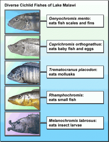 Cichlid Evolution: (from http://evolution.berkeley.edu/evosite/evo101/VIIB1aAdaptiveRadiation.shtml) A few of the many mouth morphologies found in Lake Malawi's cichlids].  Based on geological evidence, the nearly 1000 species of cichlid in Lake Malawi evolved in the last few million years, coming to occupy [http://malawicichlids.com/mw01100.htm a range of ecological niches].