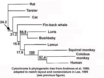 Cytochrome b phylogenetic tree: from Andrews et al., 1998; adapted to match layout and nomenclature in Lee, 1999 (see prevoius figure)