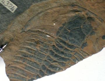 Trilobite: Elrathia (sp.) from the Burgess Shale. Photo by Steven Newton.