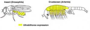 Ultrabithorax in Insect and Crustacean Limbs