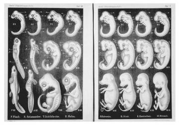 Haeckel's Diagrams: embryonic development, as drawn by Ernst Haeckel