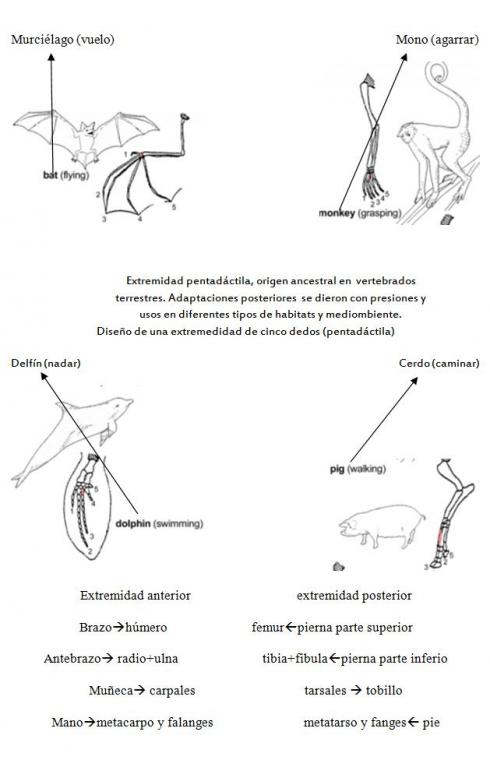 Homología de extremidades en vertebrados: Murciélago, Mono, Delfín, Cerdo: Homología de extremidades en vertebrados: Murciélago, Mono, Delfín, Cerdo