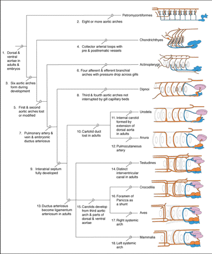 Liem's Hearts: This diagram shows a side view of the organisms, with the head facing left and heart and lungs to the right.  The highly derived patterns of birds and mammals were formed by loss or specialization of the various arches. The order of events leading to each lineage has been reconstructed in some detail.  As the caption says, "One of the hallmarks in comparative anatomy is the discovery and broadly based explanation of the evolutionary pattern of the heart and great vessels of vertebrates.  It still has profound and pervasive implications in comparative biology." From pp. 620-621 of: Liem, Karel F. and Walker, Warren F. (2001). Functional anatomy of the vertebrates: an evolutionary perspective. Fort Worth, Harcourt College Publishers. online source