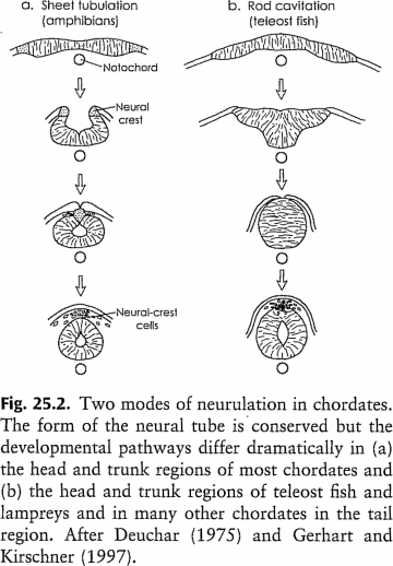 Formation of the notochord and spinal cord: Because of the modularity of developmental processes, homologous morphological structures can be produced through divergent pathways. As West-Eberhard notes: "comparative development can be used to trace homology, but developmental differences do not negate it" (p. 496).    Image from p. 495 of Mary Jane West-Eberhard (2003) Developmental Plasticity and Evolution, Oxford University Press:Oxford. 794 p.