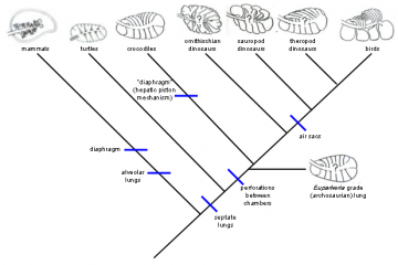 Phylogeny diagram.