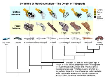 Origin of Tetrapods: Fossil and modern species illustrate the morphological transition from fishes to tetrapods. Five of the most completely fossils from the time of the transition are known are the osteolepiform Eusthenopteron; the transitional forms Panderichthys and Tiktaalik; and the primitive tetrapods Acanthostega and Ichthyostega. In addition to the clear evidence of the transition from fish fins to vertebrate legs, these fossils show the loss of the gill cover and other morphological shifts associated with the move from the water to the land.  Image courtesy of Brian Swartz.
