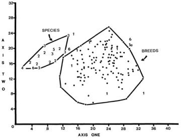 Dog skulls vs. wild canids: Fig. 3 from Robert K. Wayne (1986) 