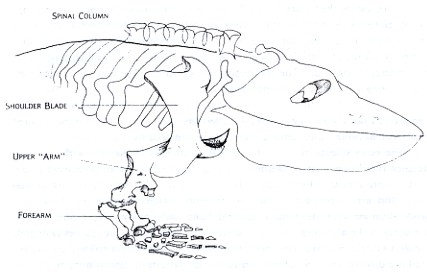 Figure 1: Eryops megacephalus, an early land animal that has typically short ribs which do not enclose the body. The shoulder girdle is a basin of heavy bone set very close to the animal's head. Without a great deal of competition on the land, the biggest problem for Eryops to solve is that of a stable support for its large body and heavy head
