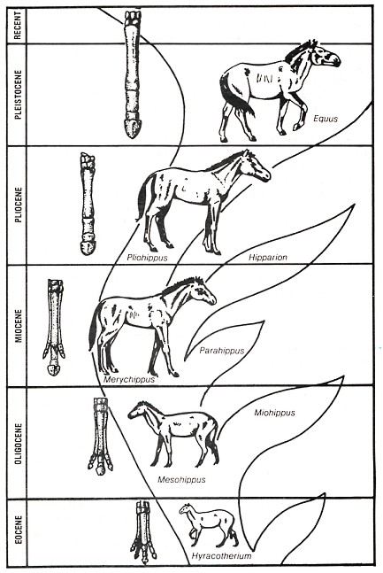 Figure 1: Evolution of the horse family (greatly simplified), showing the transition from Hyracotheriumto the modern horse, Equus, and the evolution of the forelimb.