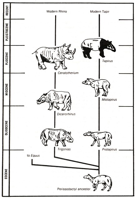 Figure 2: Evolution of the rhinoceros and tapir families (greatly simplified), showing the early Perissodactyl common ancestor.
